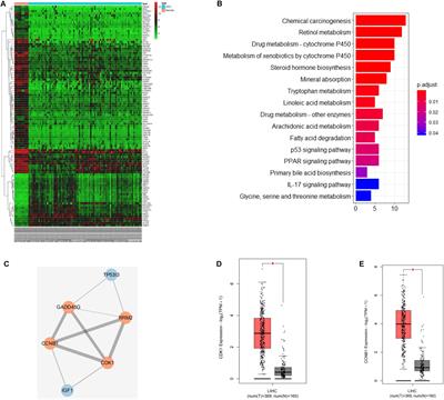 LINC00346 Acts as a Competing Endogenous RNA Regulating Development of Hepatocellular Carcinoma via Modulating CDK1/CCNB1 Axis